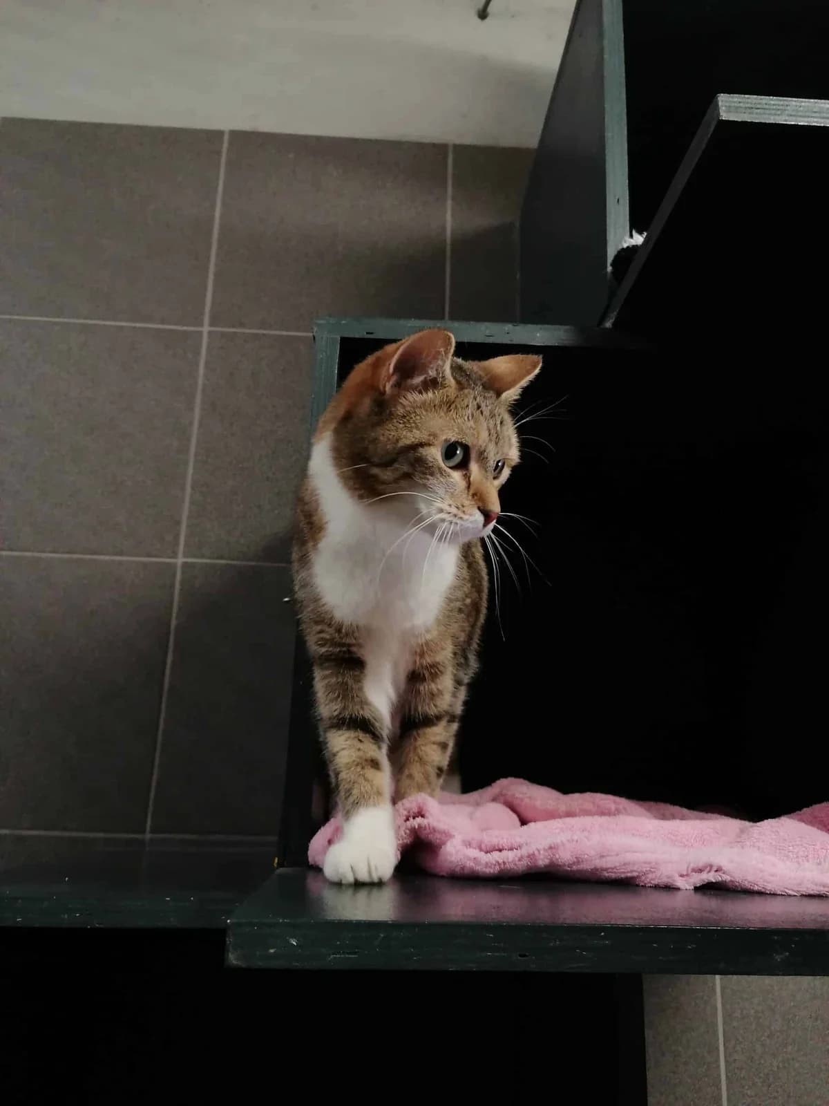 Minoes, female Mixed Breed for adoption at Dierenasiel Sint-Truiden, Sint-Truiden
