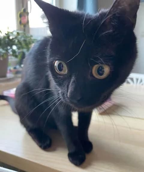 Misty, female Mixed Breed for adoption at Dierenasiel Sint-Truiden, Sint-Truiden