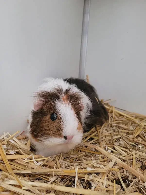 Cavia beertje, male mixed breed for adoption at Socio vzw