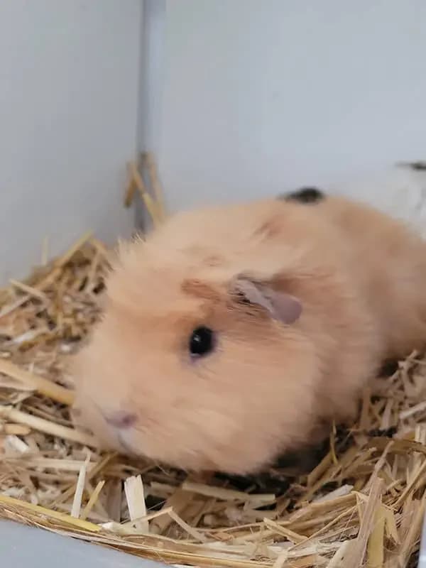 Cavia beertje, male mixed breed for adoption at Socio vzw