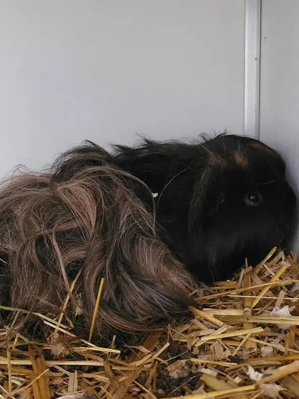 Cavia beertje, male mixed breed for adoption at Socio vzw