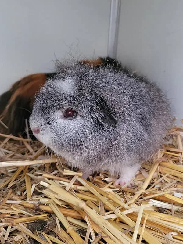 Cavia beertje, male mixed breed for adoption at Socio vzw