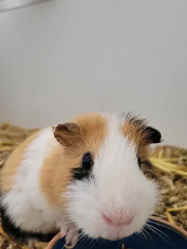 Cavia beertje, male mixed breed for adoption at Socio vzw