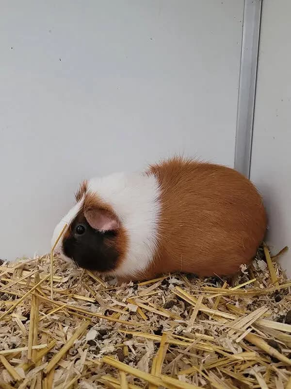 Cavia beertje, male mixed breed for adoption at Socio vzw