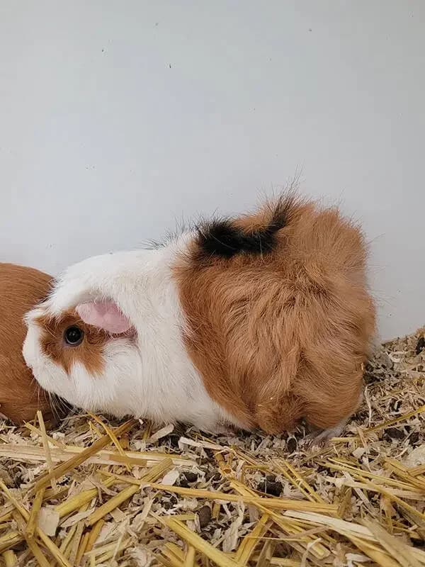 Cavia beertje, male mixed breed for adoption at Socio vzw