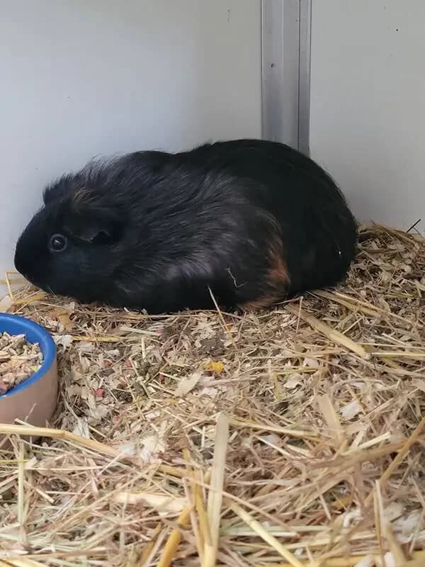 Cavia beertje, male mixed breed for adoption at Socio vzw