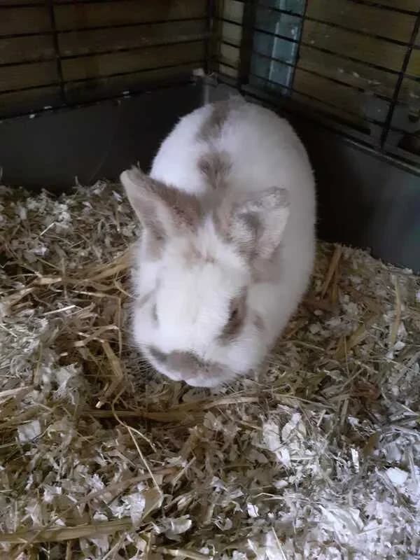 Droopy, rammelaar, ongeveer 2 jaar oud, gecastreerd, gevaccineerd, male young Mixed Breed for adoption at Socio vzw