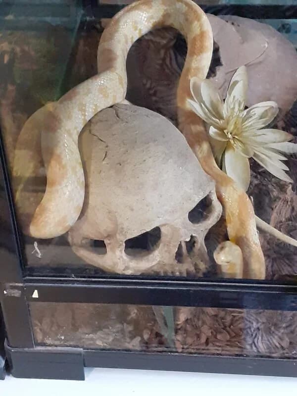 Witgele korenslang, mixed breed for adoption at Socio vzw