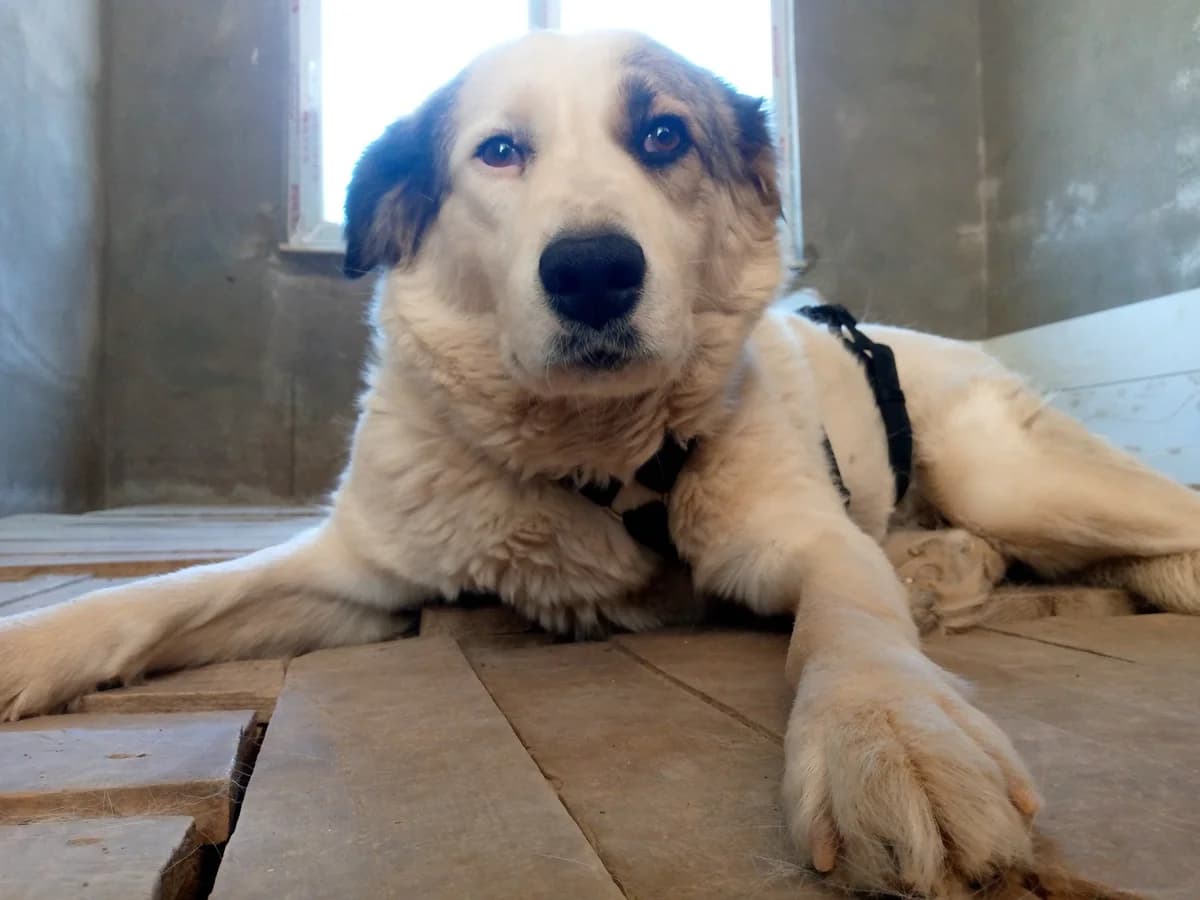 Adèle, female young mixed breed for adoption at SOS Zwerfhonden, Kruisem
