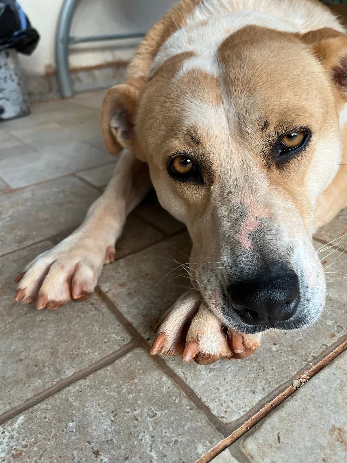 Shiva, female 6yo mixed breed for adoption at SOS Zwerfhonden, Kruisem