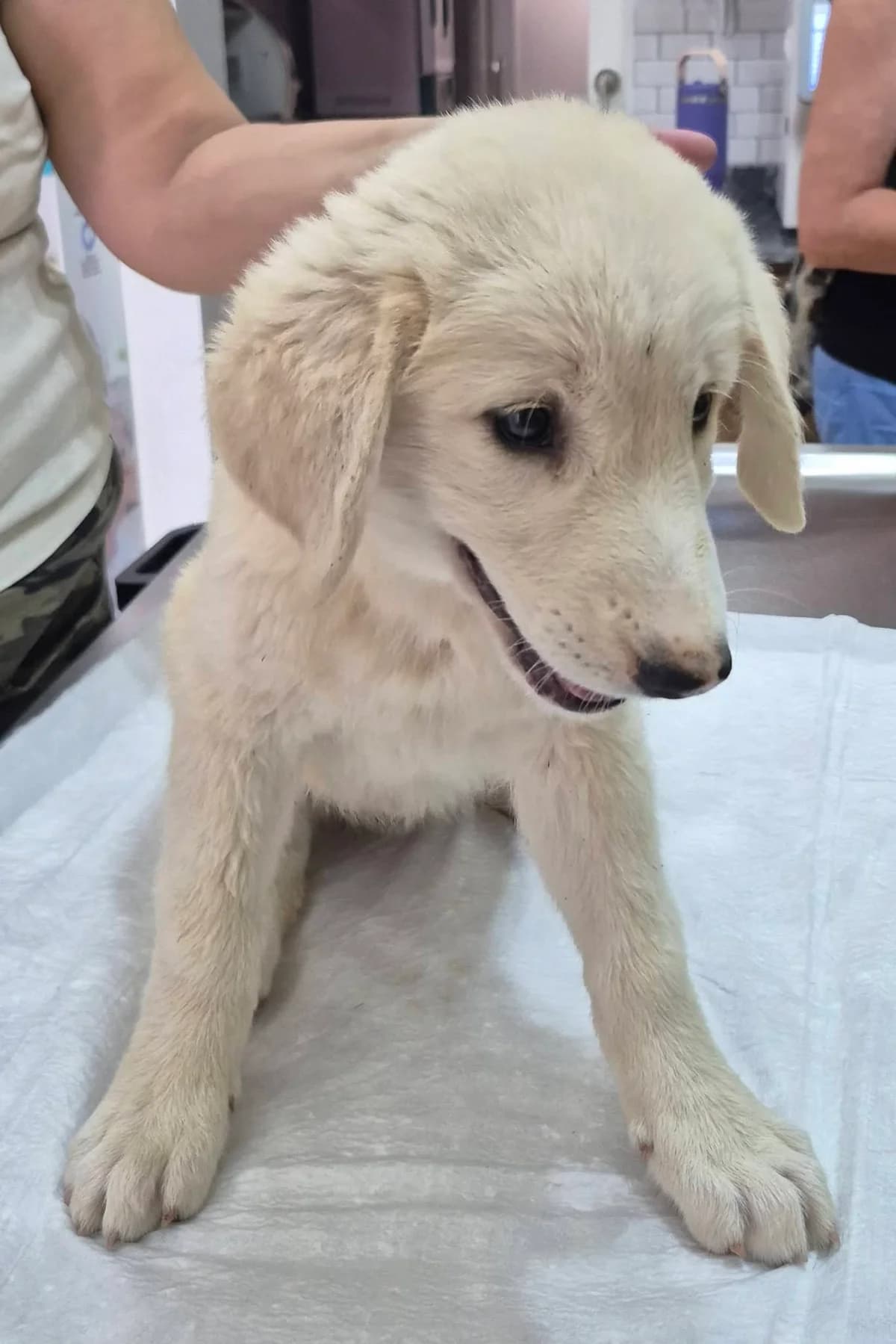 Elly (beschikbaar vanaf 20/1/2027), female puppy Labrador Retriever for adoption at SOS Zwerfhonden, Kruisem