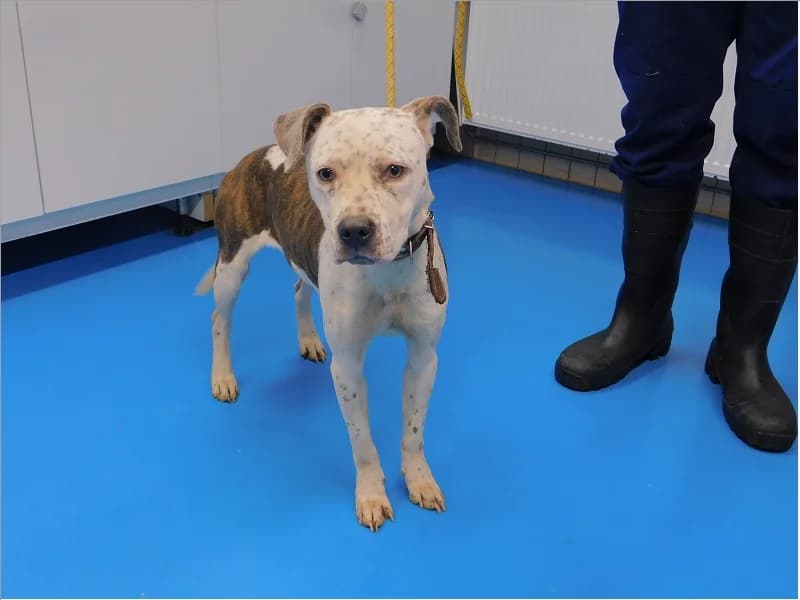 Roxy, Bringé female senior American Staffordshire Terrier for adoption at SPA Charleroi, Charleroi