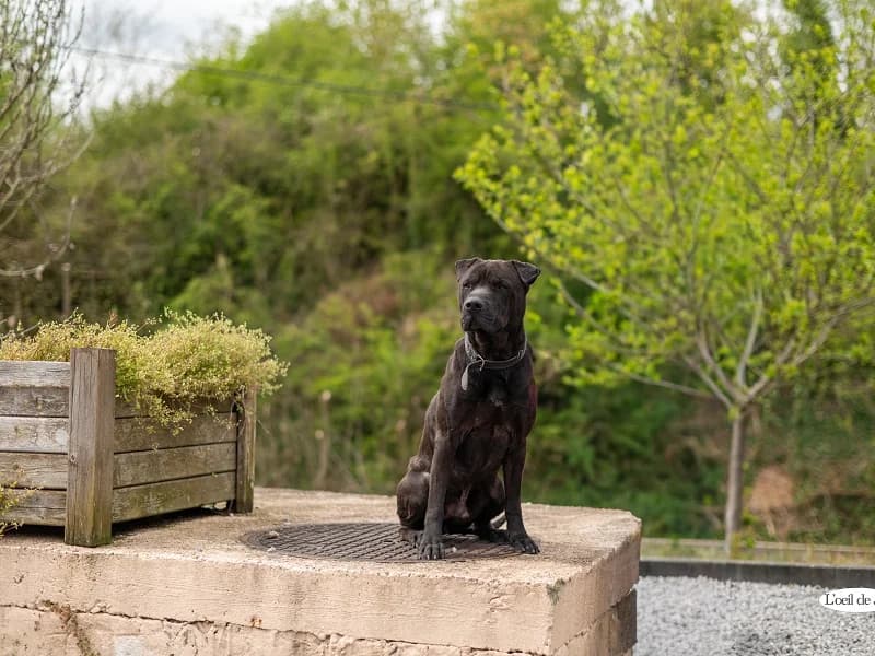 Voltaire, Noir male senior Shar Pei for adoption at SPA Charleroi, Charleroi