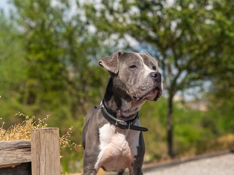 Oslo, Blanc bleu male 6yo American Staffordshire Terrier for adoption at SPA Charleroi, Charleroi