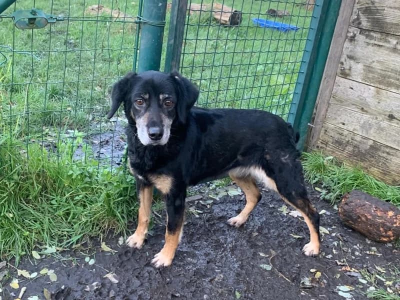 Molly, Noir et feu female senior mixed breed for adoption at SPA Charleroi, Charleroi