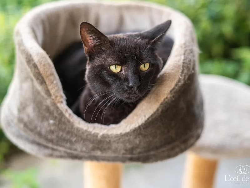 Salem, Noir male senior mixed breed for adoption at SPA Charleroi, Charleroi