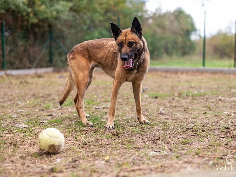Nala, Fauve female 5yo Belgian Malinois for adoption at SPA Charleroi, Charleroi