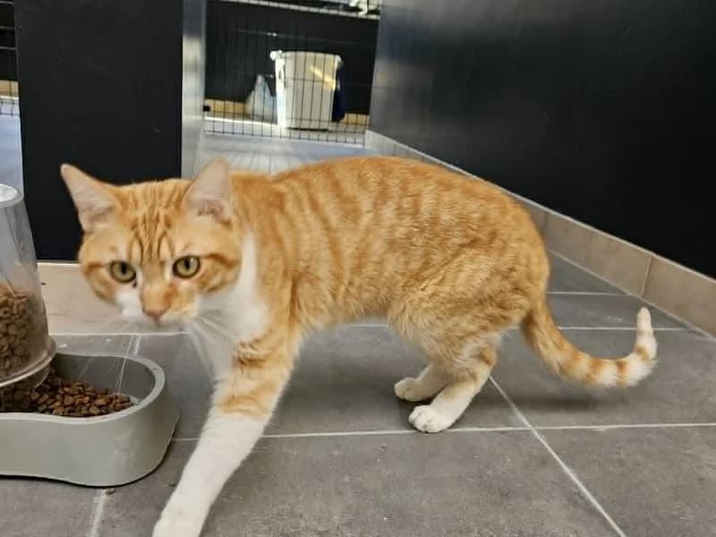 Mango, Roux et blanc male 3yo mixed breed for adoption at SPA Charleroi, Charleroi