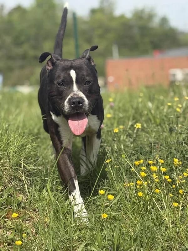 Whisper, Noir et blanc male 4yo American Staffordshire Terrier for adoption at SPA Charleroi, Charleroi