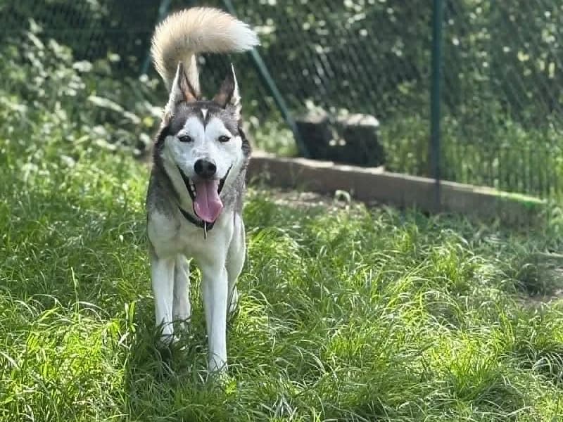 Xena, Tricolore female 4yo Husky for adoption at SPA Charleroi, Charleroi