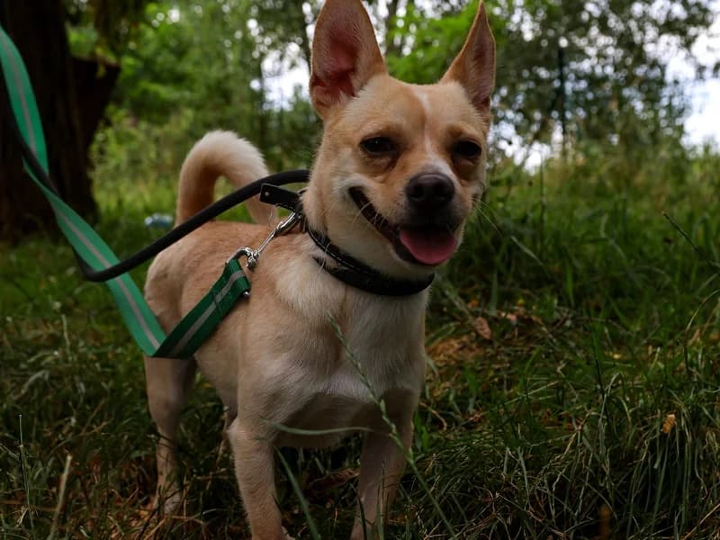 Simba, Beige blanc male 6yo Chihuahua for adoption at SPA Charleroi, Charleroi