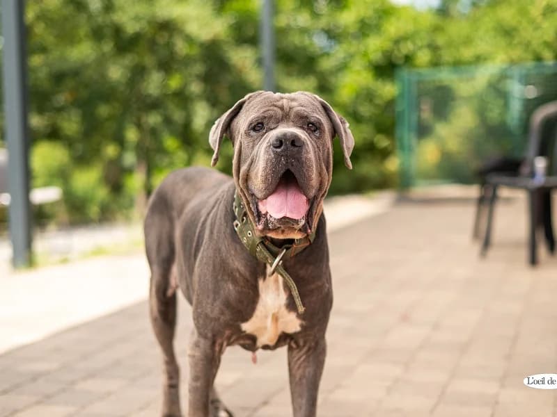 Arés, Gris bleu male senior Cane Corso for adoption at SPA Charleroi, Charleroi