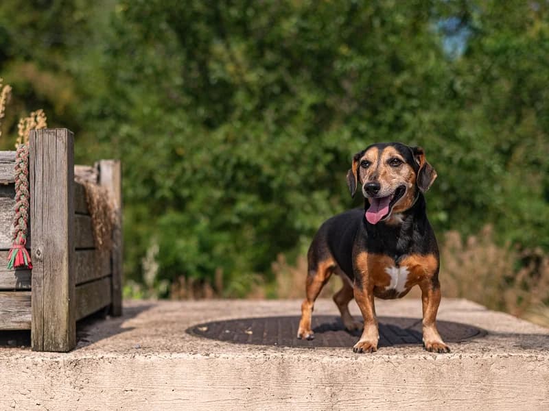 Bébert, Noir et feu male 7yo Dachshund for adoption at SPA Charleroi, Charleroi