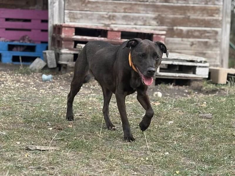 KITO, Brun male senior Labrador Retriever for adoption at SPA Charleroi, Charleroi