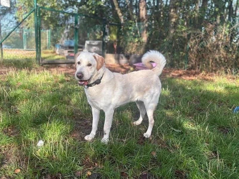 Louna, Blanc beige female puppy Labrador Retriever for adoption at SPA Charleroi, Charleroi