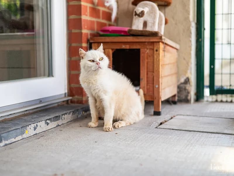 Gaser, Blanc male senior mixed breed for adoption at SPA Charleroi, Charleroi