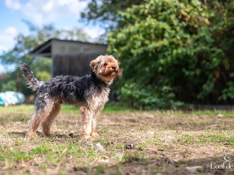 SIMBA, Noir et feu male 3yo Yorkshire Terrier for adoption at SPA Charleroi, Charleroi