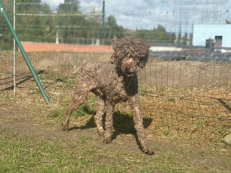 Pitchoun, Brun male 3yo Poodle for adoption at SPA Charleroi, Charleroi