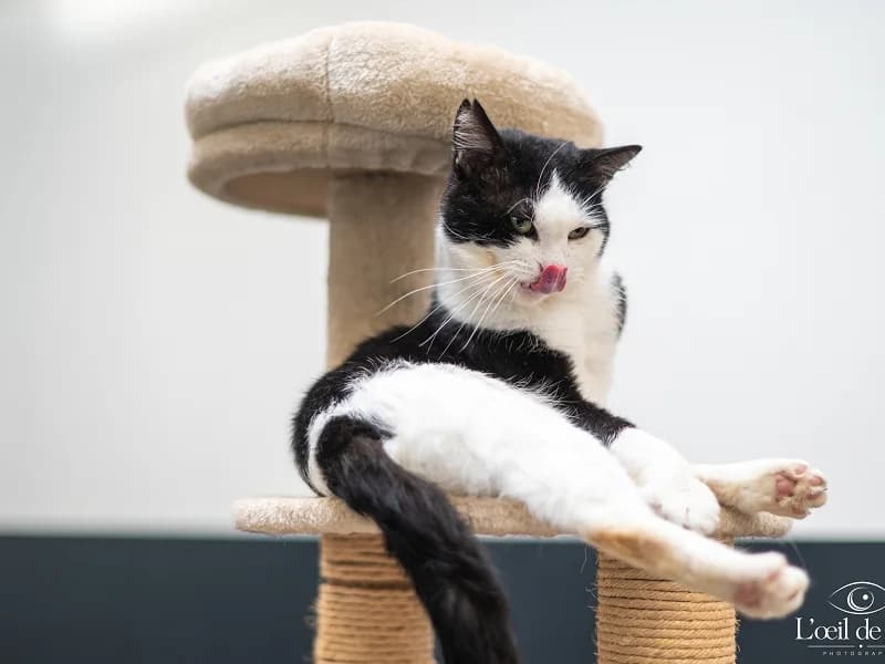 Loukoum, Blanc et noir male senior mixed breed for adoption at SPA Charleroi, Charleroi