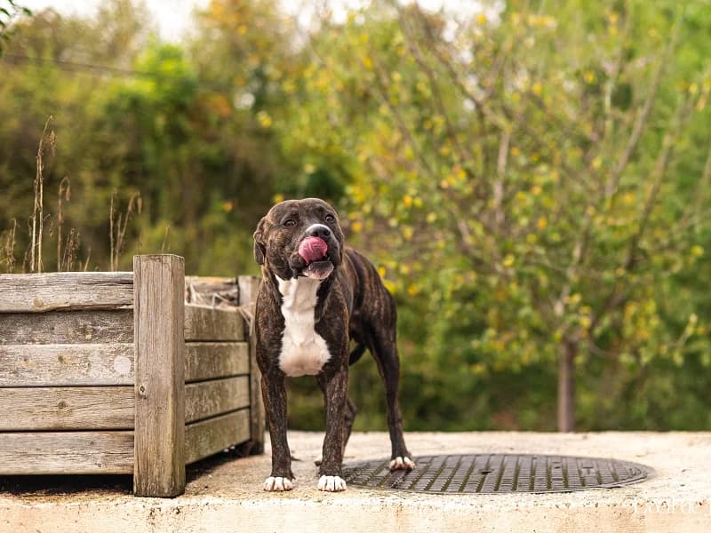 Tacos, Beige blanc male 4yo American Staffordshire Terrier for adoption at SPA Charleroi, Charleroi