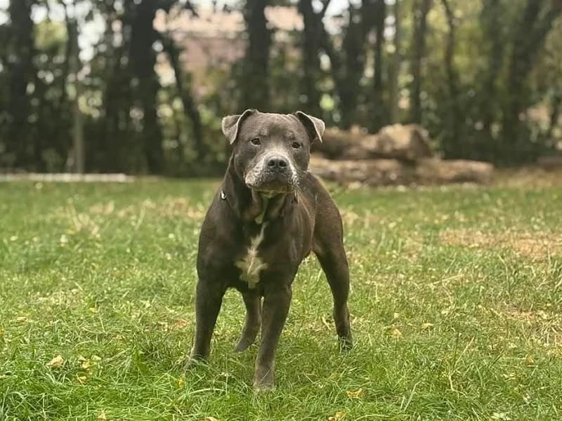 Marley, Bleu blanc male 7yo American Staffordshire Terrier for adoption at SPA Charleroi, Charleroi
