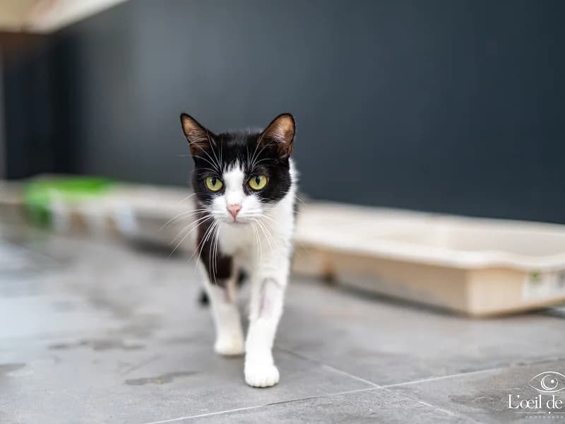 Lotus, Noir et blanc female young mixed breed for adoption at SPA Charleroi, Charleroi