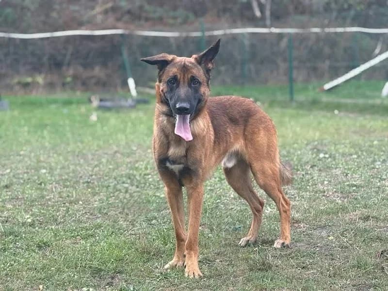 Locki, Fauve charbonnΓ© male young Belgian Malinois for adoption at SPA Charleroi, Charleroi