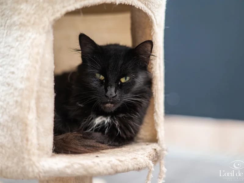 JELLY, Noir female 4yo mixed breed for adoption at SPA Charleroi, Charleroi