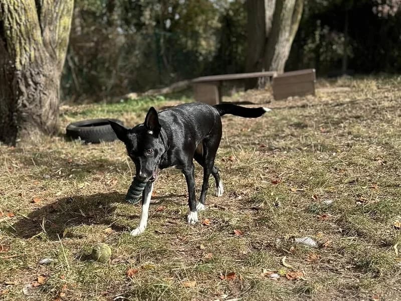 Nina, Noir et blanc female 4yo mixed breed for adoption at SPA Charleroi, Charleroi
