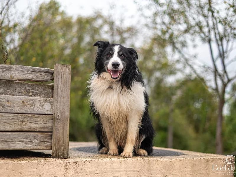 Max, Noir et blanc male senior Border Collie for adoption at SPA Charleroi, Charleroi
