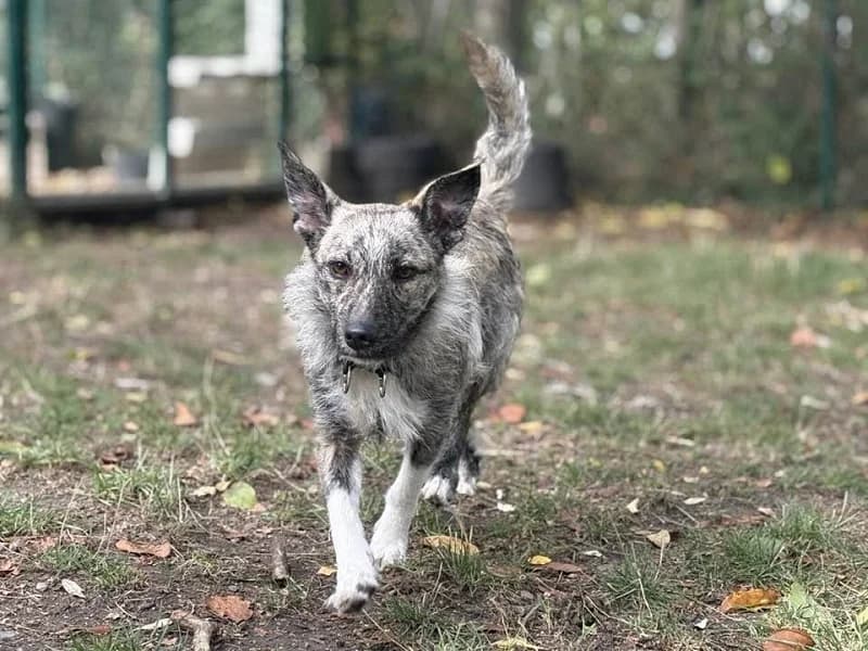 Aria, Bringe blanc female young mixed breed for adoption at SPA Charleroi, Charleroi