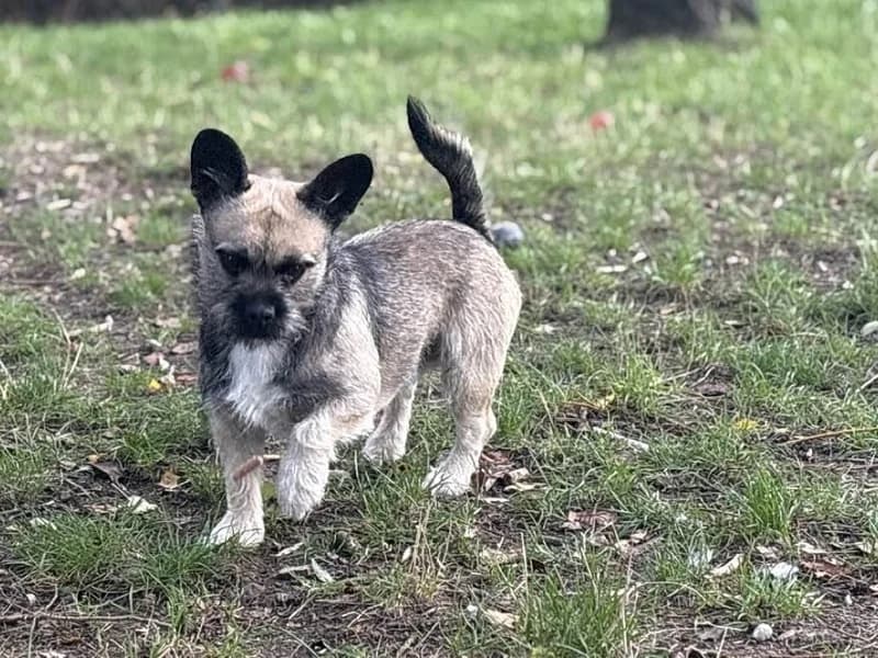 Teddy, Poivre et sel male young French Bulldog for adoption at SPA Charleroi, Charleroi