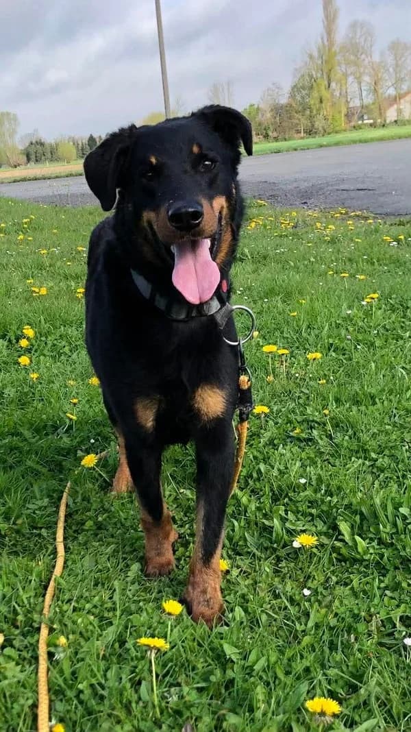 Wallys - Beauceron, 3yo Mixed Breed for adoption at SPA Comines-Warneton, Comines (Hainaut)
