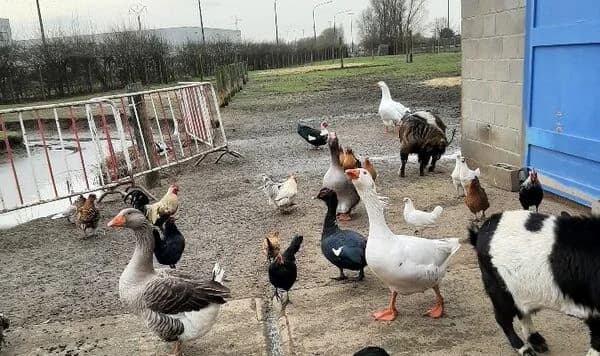 Animaux de la basse cour, Mixed Breed for adoption at SPA Comines-Warneton, Comines (Hainaut)