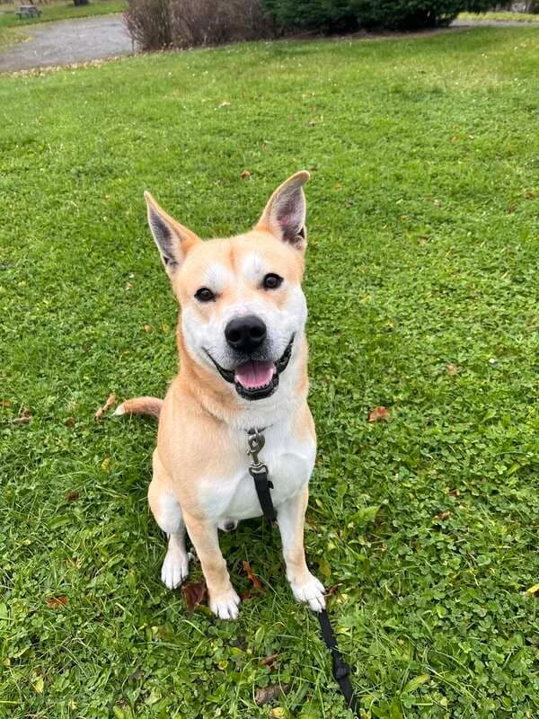 Elio - Staff x Husky, male 3yo Mixed Breed for adoption at SPA Comines-Warneton, Comines (Hainaut)