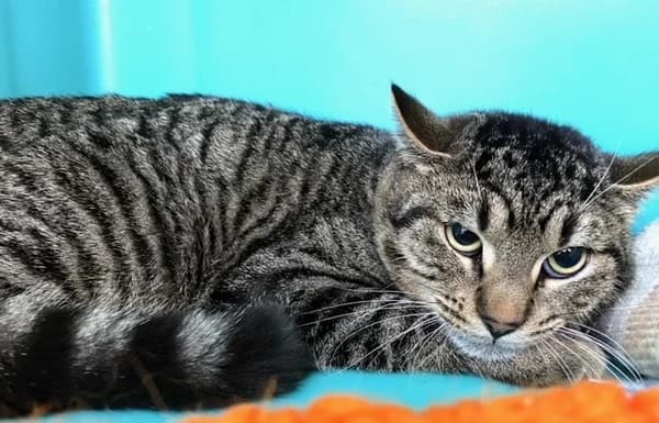 INOX - Tigré - Mâle, male 4yo Mixed Breed for adoption at SPA Comines-Warneton, Comines (Hainaut)