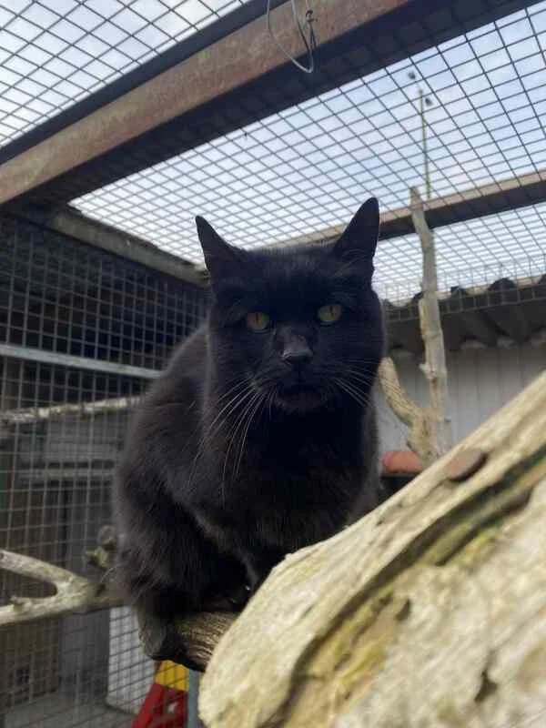 ANGIE, male Mixed Breed for adoption at SPA Comines-Warneton, Comines (Hainaut)