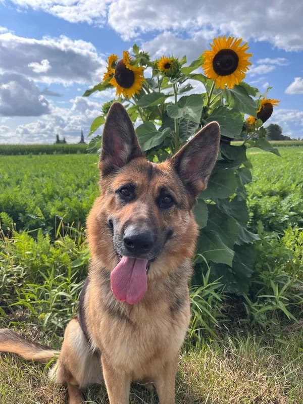 LILO - Berger Allemand, female 4yo Mixed Breed for adoption at SPA Comines-Warneton, Comines (Hainaut)