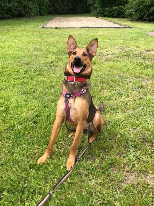 HOPE - Berger Allemand x Berger Malinois, female young Mixed Breed for adoption at SPA Comines-Warneton, Comines (Hainaut)