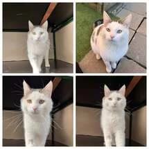 Gaston, male Mixed Breed for adoption at SPA Comines-Warneton, Comines (Hainaut)
